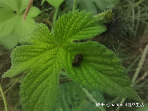 葉子尖尖的植物|中央研究院